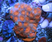   Acanthastrea orange